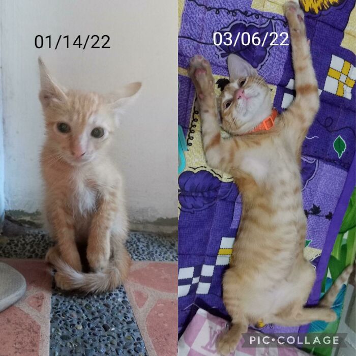 From A Shy Little Cat To This Derpy Cat