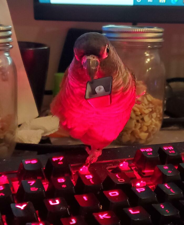 Left Him Alone For 30 Seconds And He's Summoning Keyboard Demons