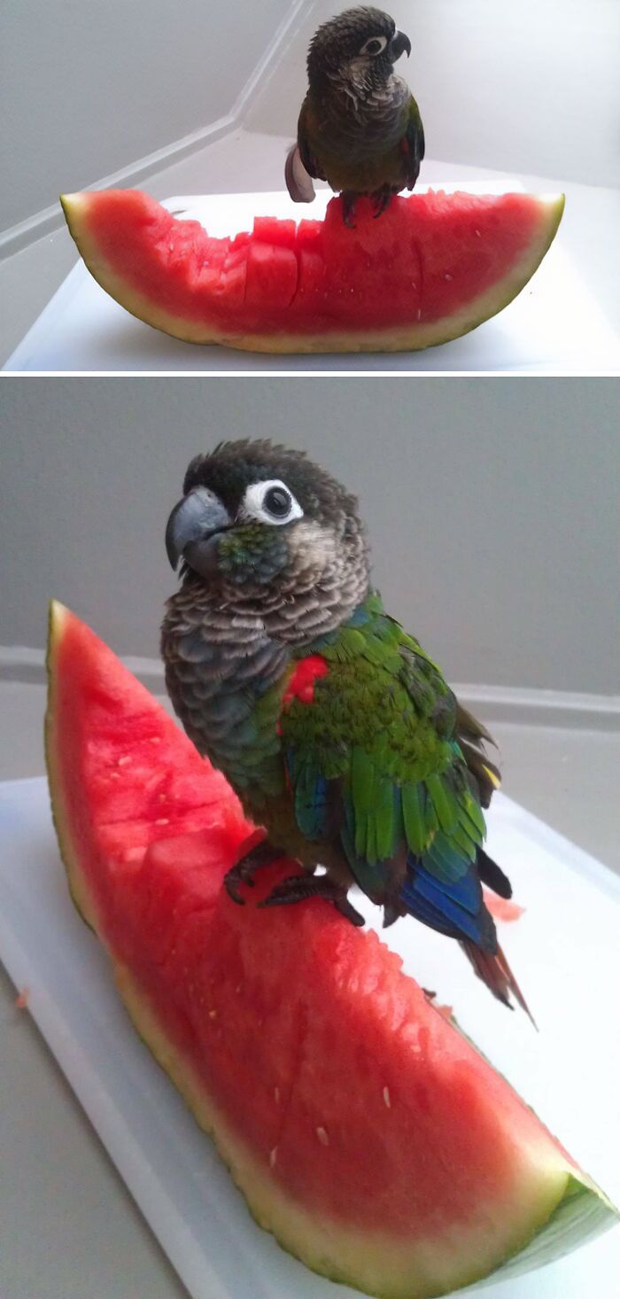 A Tiny Parrot On A Watermelon