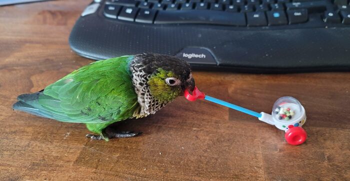 Pushing His Little Popper Around