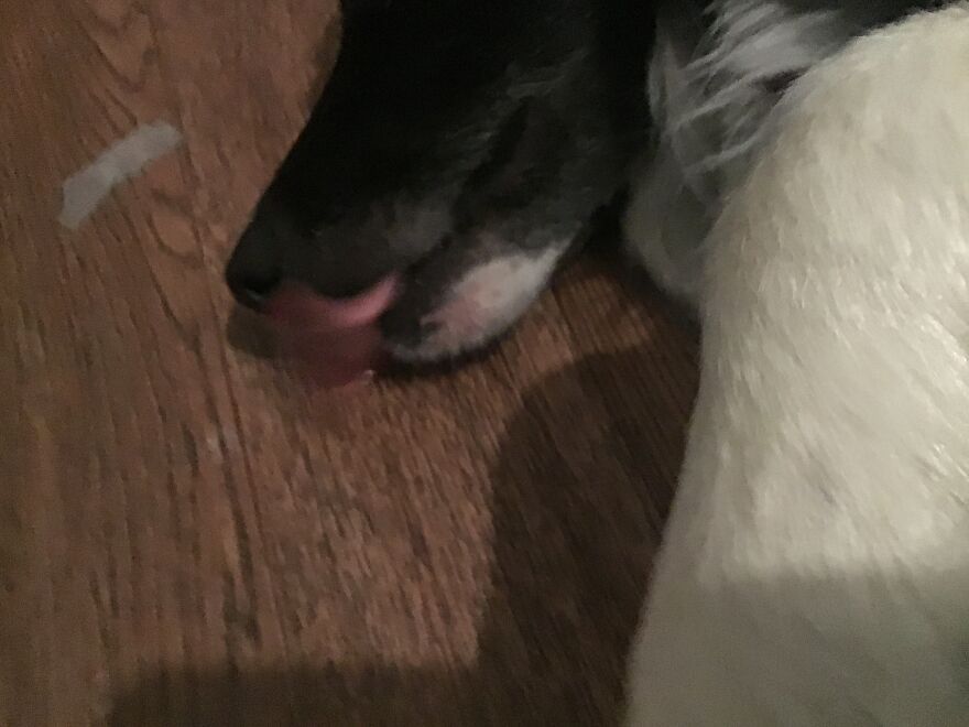 Hey Panda, What&rsquo;s The Dumbest Pic Of Your Pet You Have?