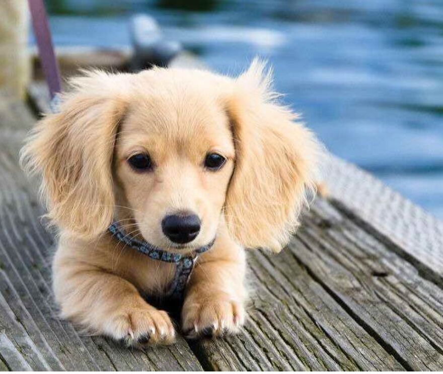 I&rsquo;m Making A Cute Album Of My Dogs