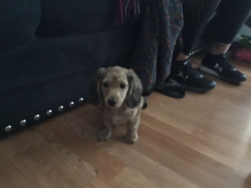 I&rsquo;m Making A Cute Album Of My Dogs