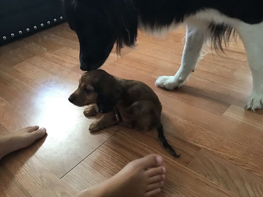 I&rsquo;m Making A Cute Album Of My Dogs