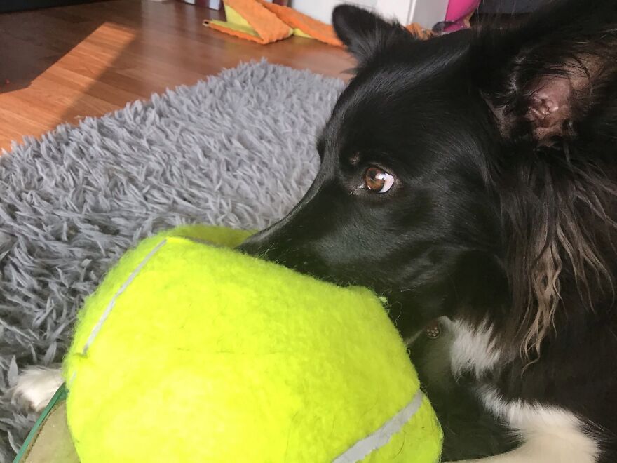 I&rsquo;m Making A Cute Album Of My Dogs