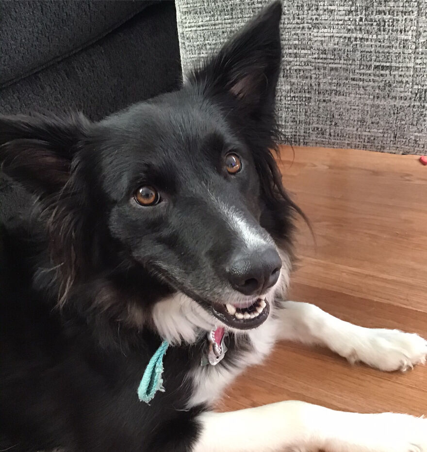 I&rsquo;m Making A Cute Album Of My Dogs