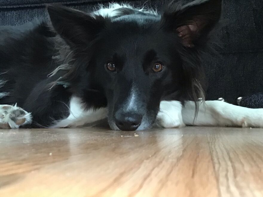 I&rsquo;m Making A Cute Album Of My Dogs