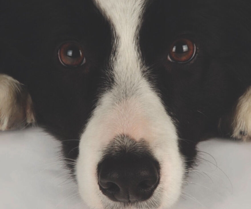 I&rsquo;m Making A Cute Album Of My Dogs