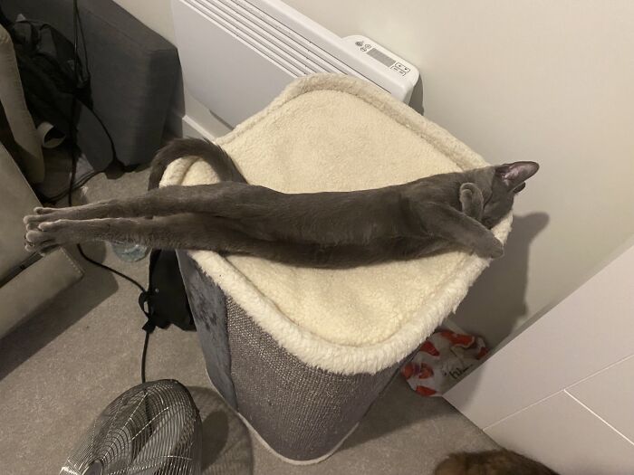 My Cat Likes To Sleep In A Perfectly Straight Line