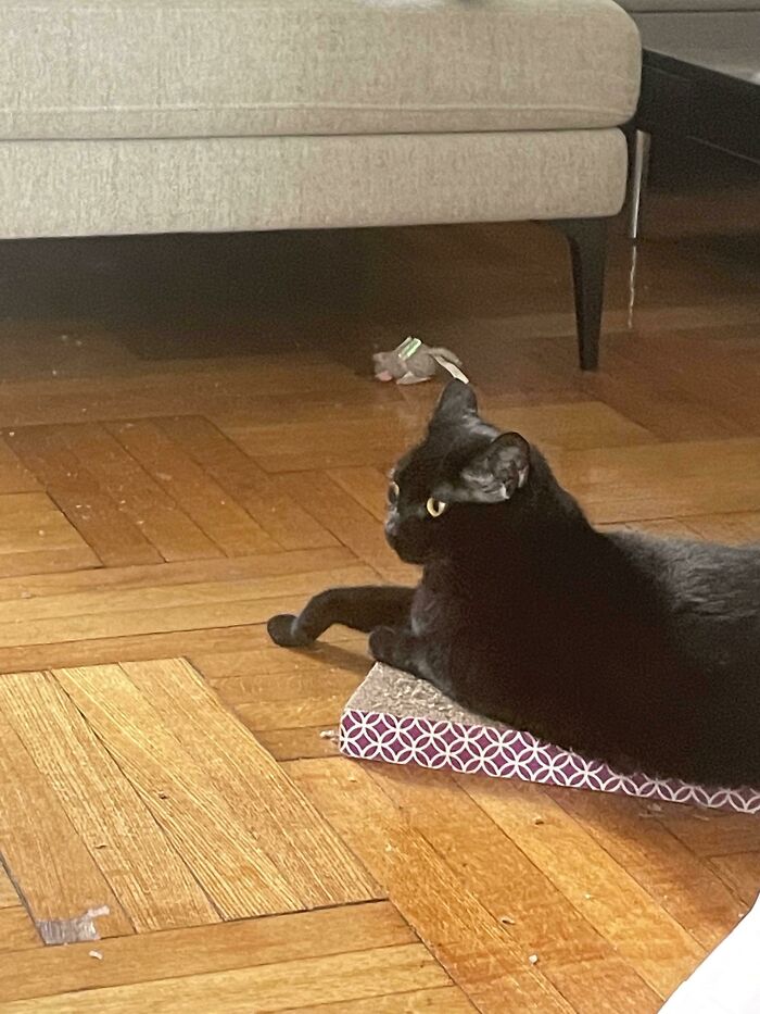 I Think My Cat Has Picked Up On My Gay Limp Wrist