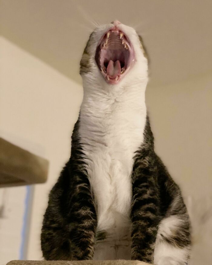 Boy Am I Glad I Found This Sub. Fat Frankie, Everyone