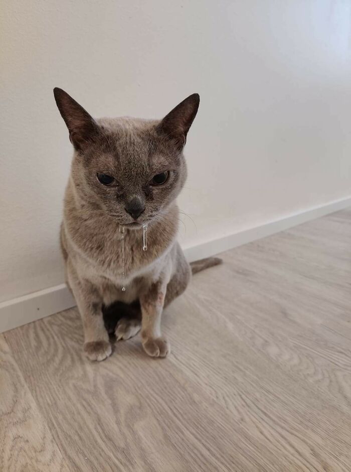 "Went To A Dentist. What Do You Mean I Look Drowsy?"