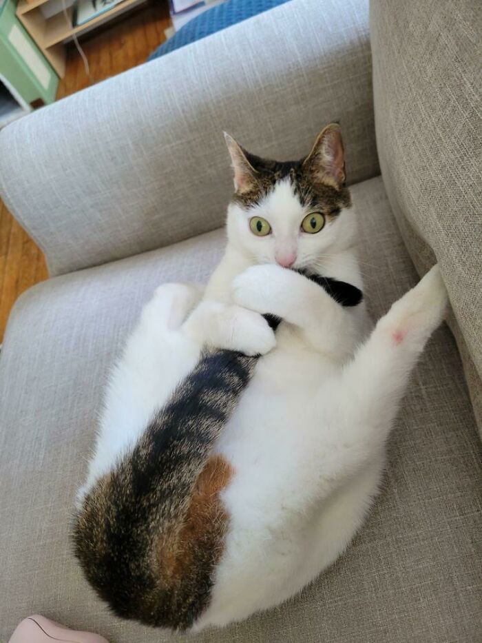 GF's Cat Is Having Some... Thoughts?