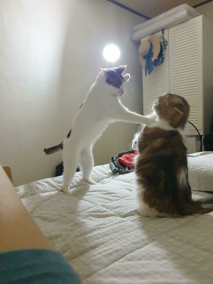 My Cats Have Chosen Violence