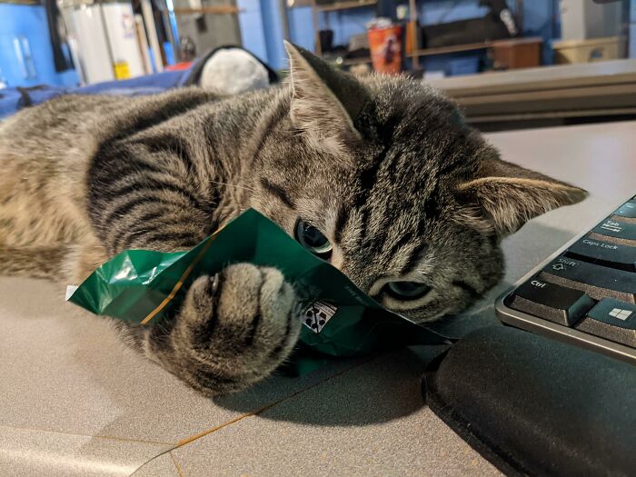 He Likes To Huff The Wrapper From My Mint Chocolate Candy (There Is No Actual Chocolate Left In There, He Just Likes Anything That Smells Like Mint)