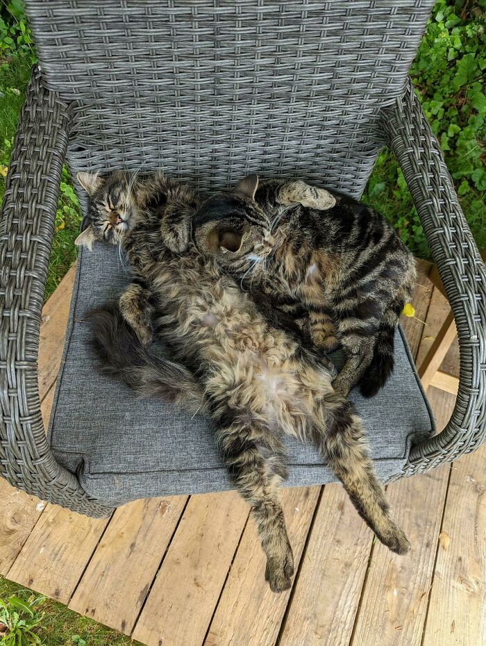 Sun Has Melted My Cat. Forever A Goon