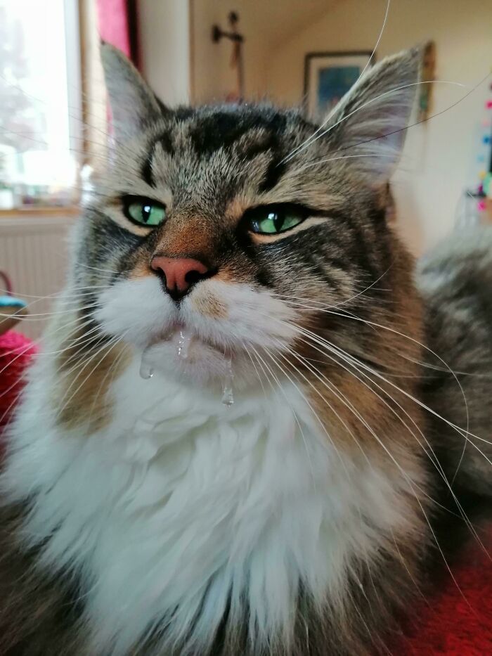 He Gets Dribbly When He Is Happy