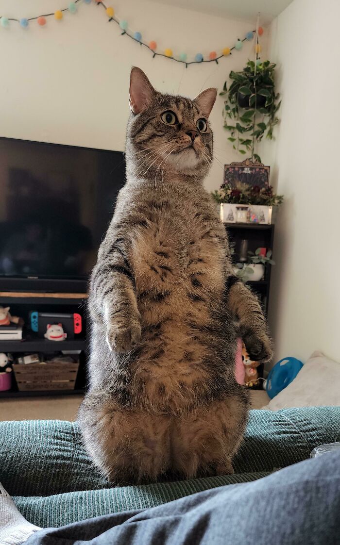 What's This Penguin Called?