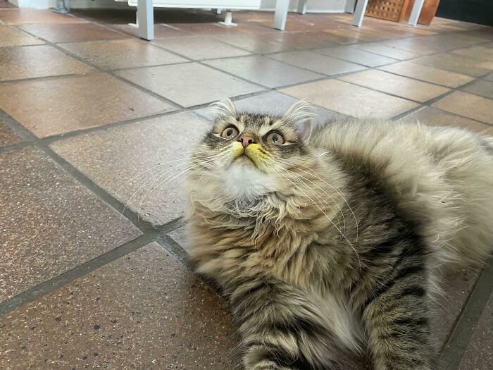 When Cats Get A Little Too Curious And Decides To Sniff A Flower