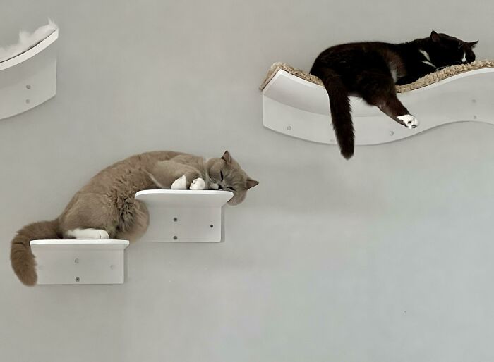 Two Steps Are Apparently More Comfy Than One Of The Many Cat Walk Beds