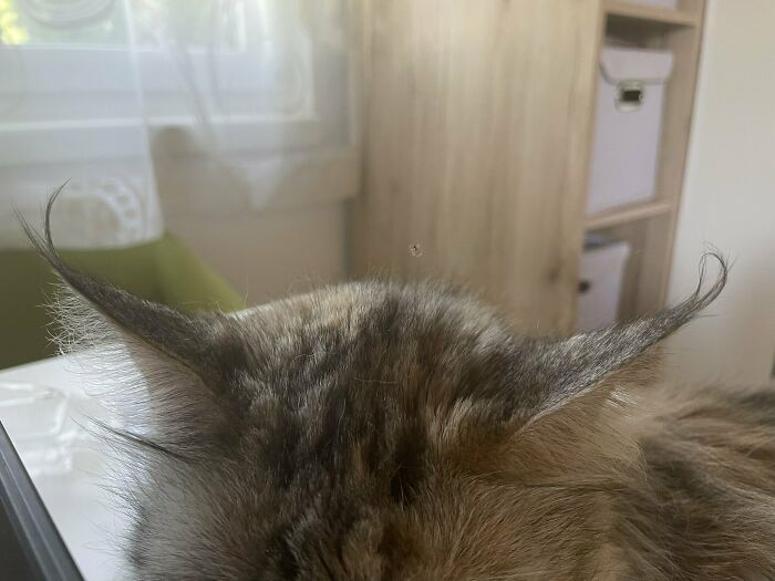 Cat So Lazy A Spider Built A Web Between Her Ears