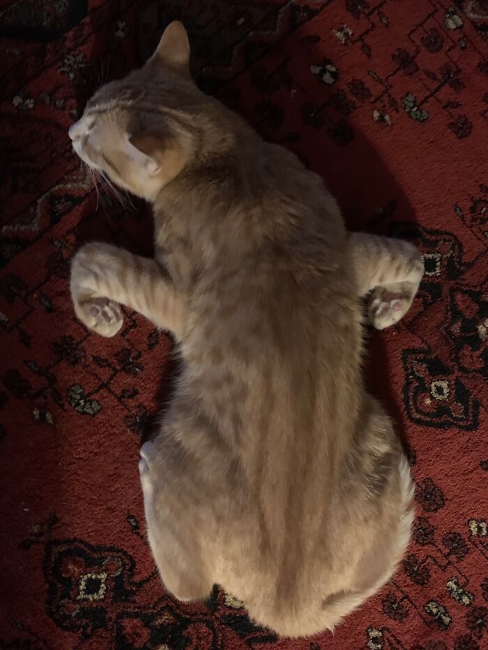 Little Moses (Cat) Broken After Playtime