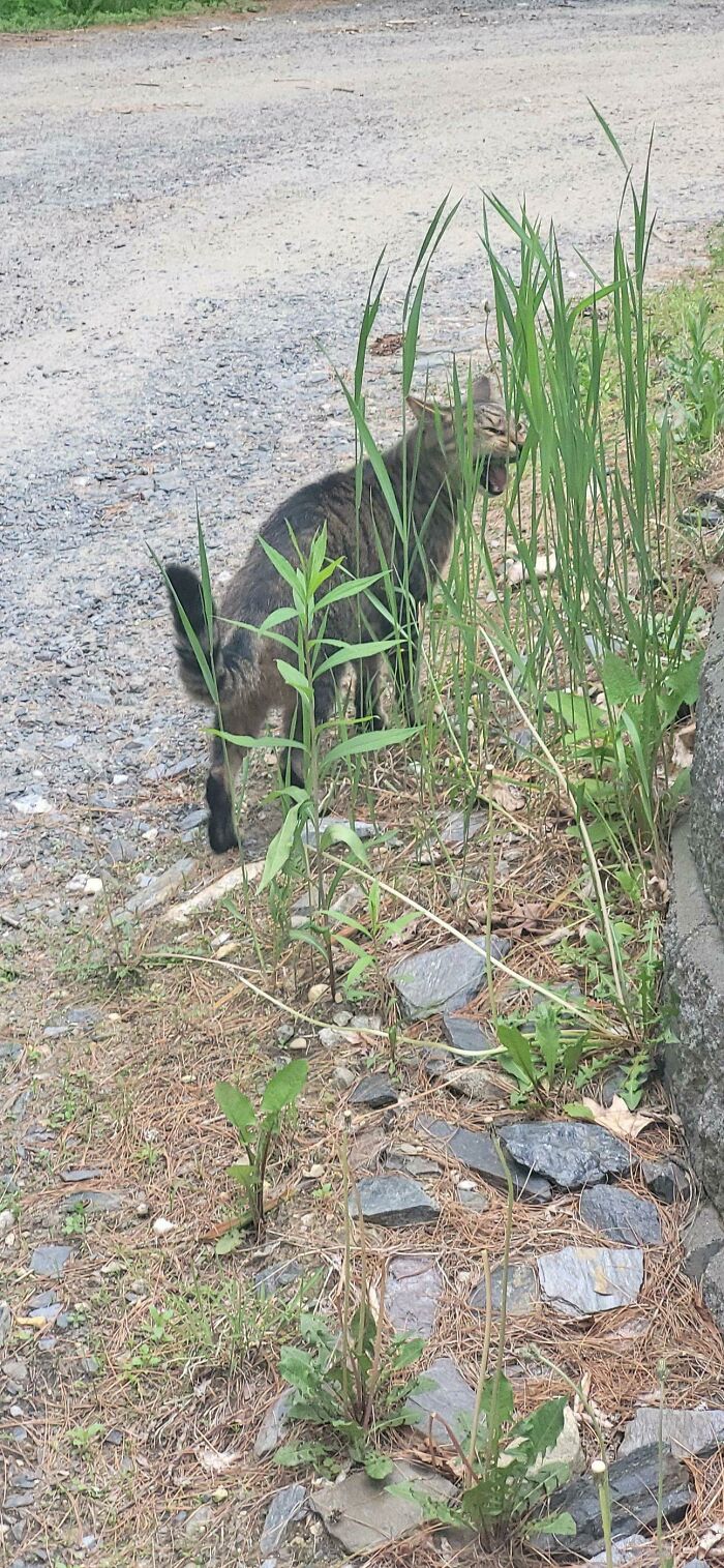 He Yells At Grass Before He Eats It