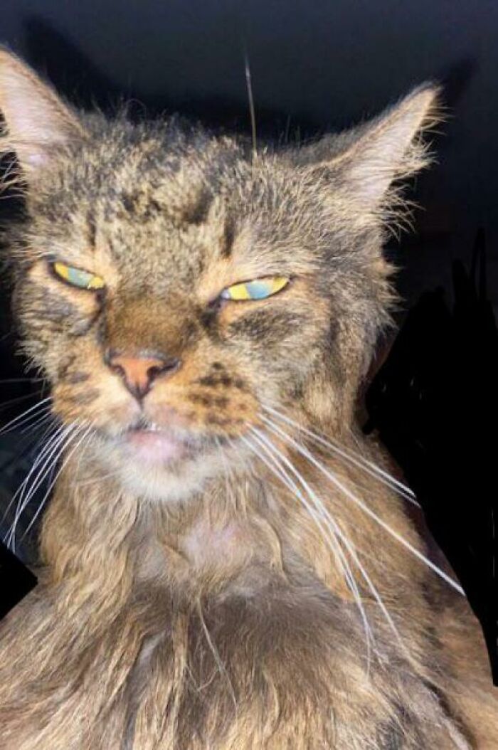 My Already Extremely Unphotogenic Cat With Bad Lighting After Crawling Out From Under The Bed