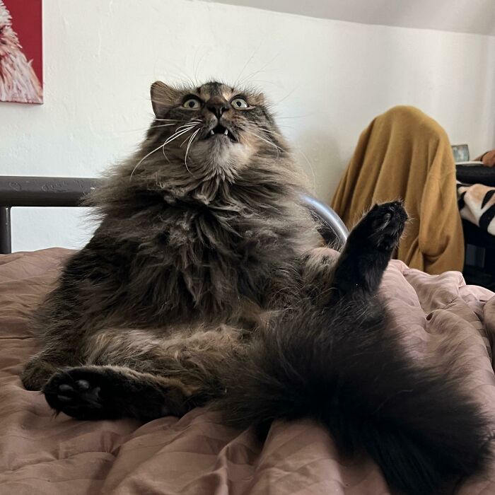 We Can’t Stop Here. This Is Bat Country