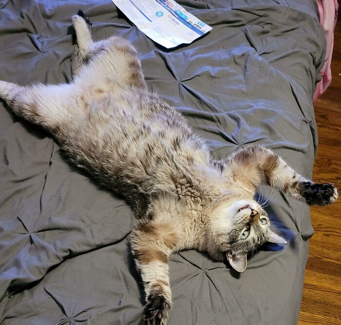 Am Cat. But Sometimes Wonder… Why Am Cat?