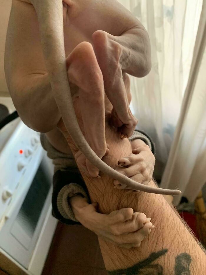 The Way My Cat Prefers To Be Carried Around The House Is A Bit Off