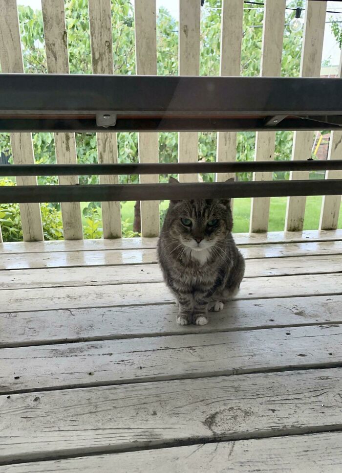 She Meowed For 10 Minutes To Go On The Porch Even Though It Was Raining. Then Glared At Me Because She Got Wet When I Finally Let Her Out