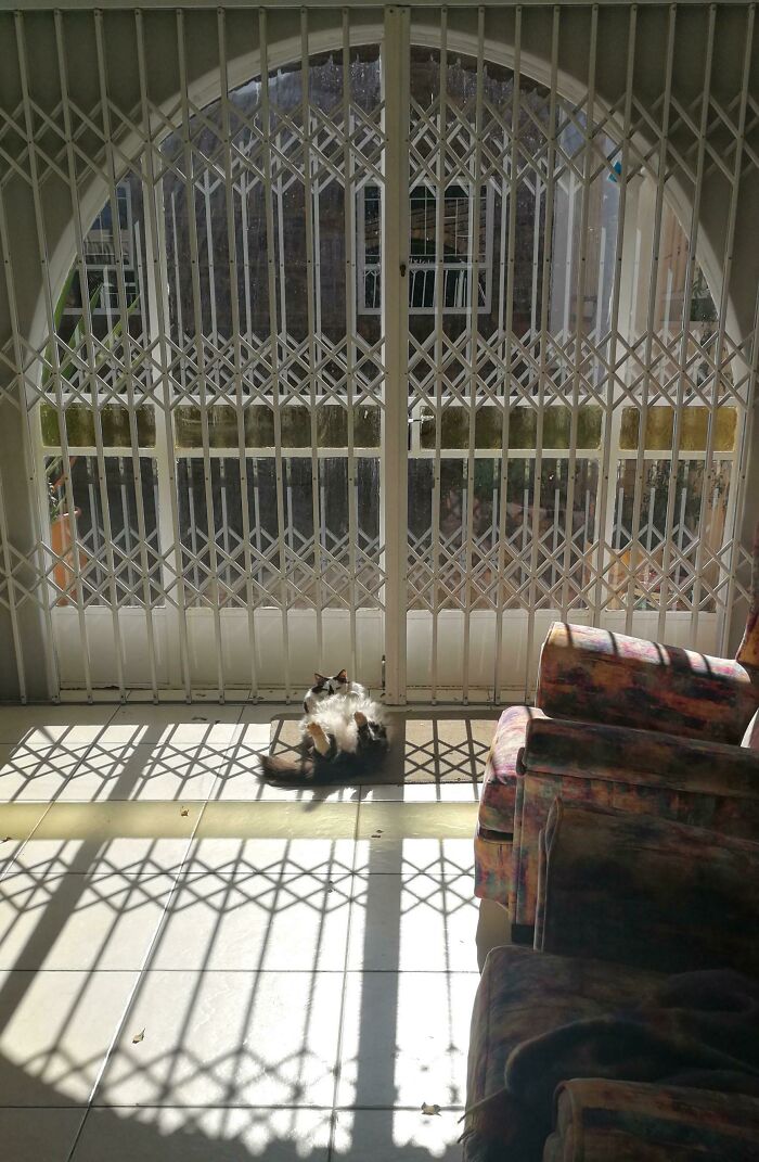 No Cats Here, Only Boats In The Sunshine