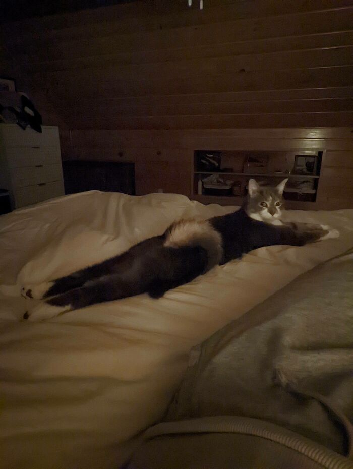 His Weird Tail And Funny Sploot Get Me Every Time