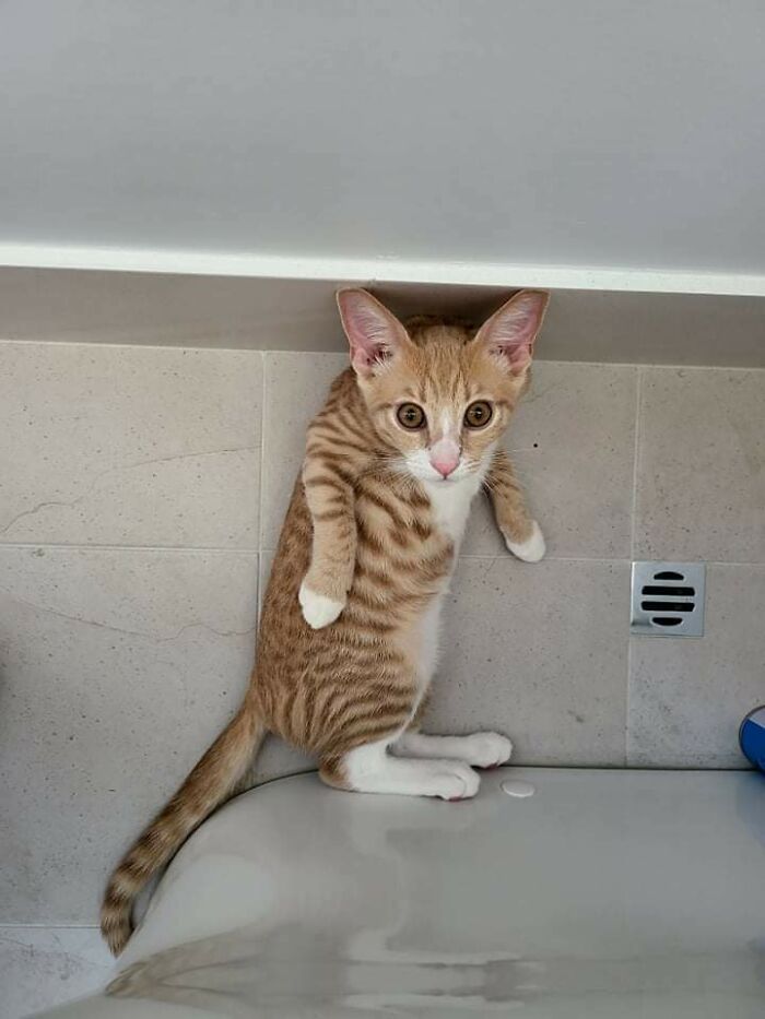 Imagine Trying To Poop In Peace And You Look Down To See This