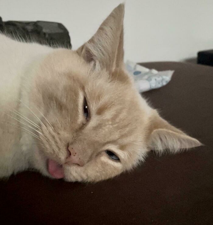 This Is Gus. He’s… Special