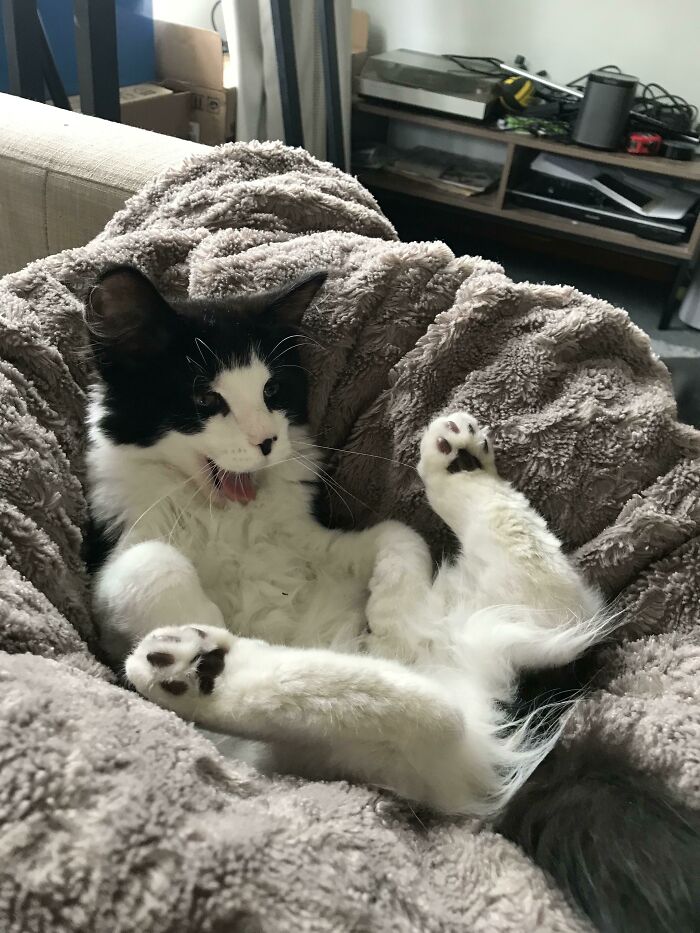 I Think Bruno Is Happy With His New Bed