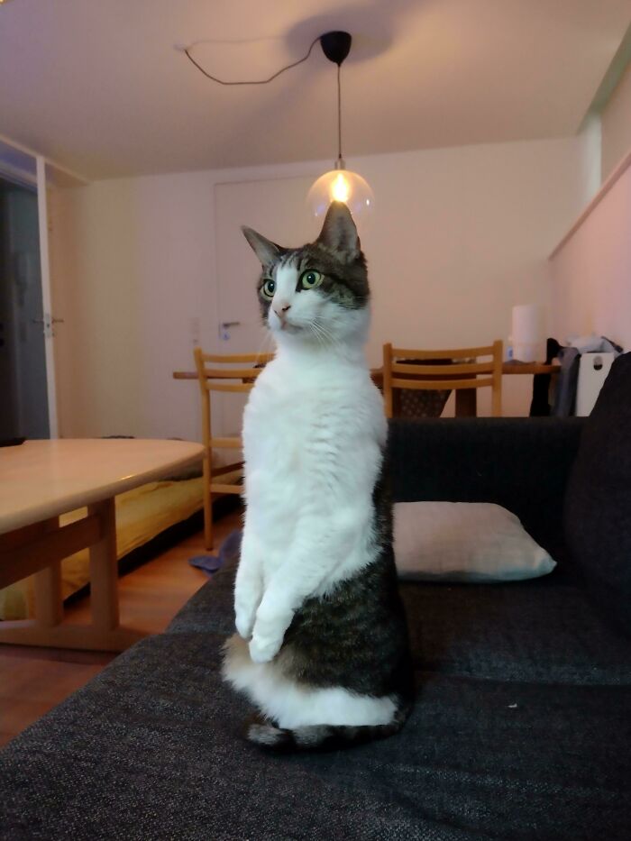 My Cat Keeping Watch