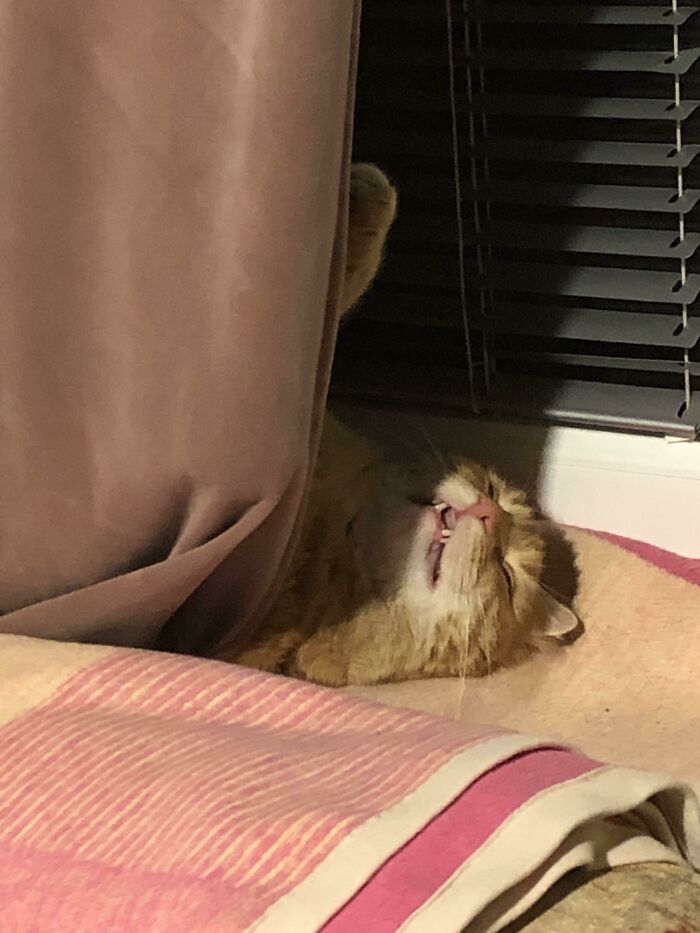 He Was Dead Tired And That’s How He Slept After Playing Fetch. Yes My Cat Is Actually A Dog