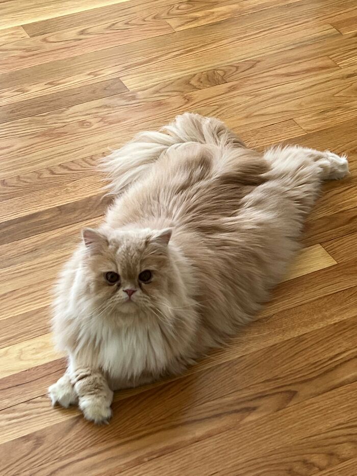 I Too Have A Weird Cat