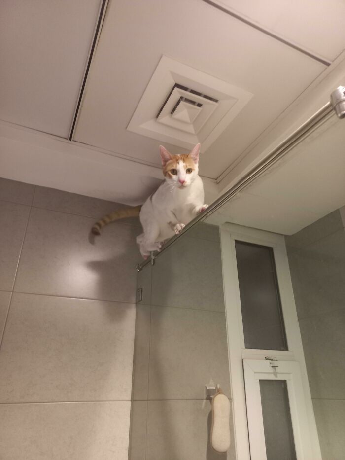 He Would Have Made An Excellent Tightrope Walker