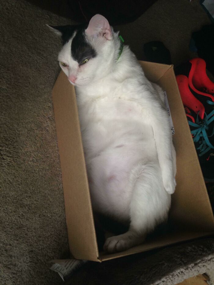 Gizmo Slowly Dozing Off For His Afternoon Nap Like This Is Normal Or Something