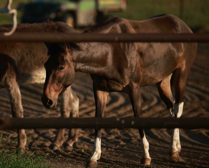 Moose Is Looking So Shiny