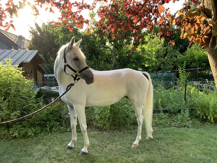 In The Summer Garden