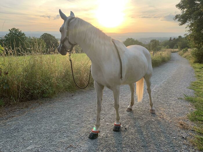 Out For An Evening Walk