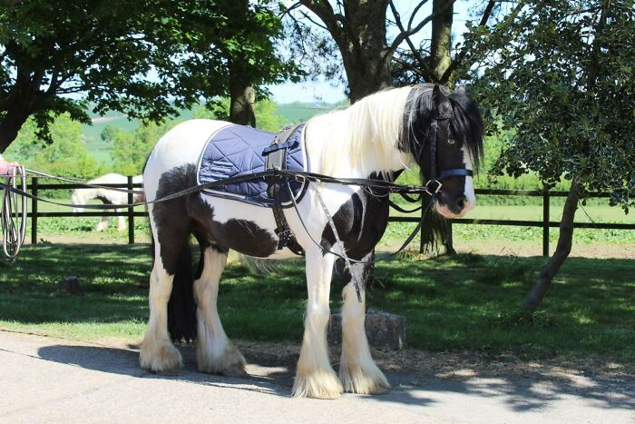 Patch Long Reining, He Loves His Work