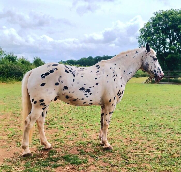 Thoughts On My Horse