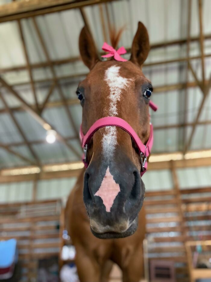 Gunner Was Not A Fan Of The Pink Bow