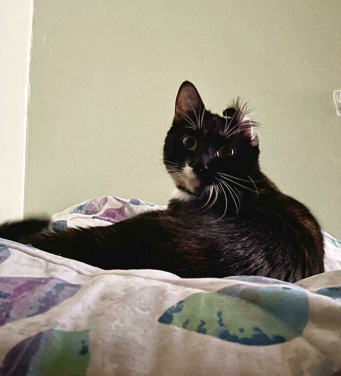 Bun Flips Her Ear Over Every Time She Grooms Herself. Leaves It Like That For Hours