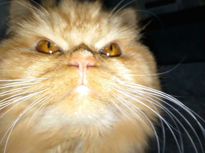 How Did This Pic End Up On My Phone. Cat, What Have You Done?